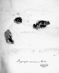 Hypoxylon fragiforme image